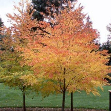 Багряник японський | Багрянник японский | Cercidiphyllum japonicum