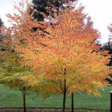 Багряник японський | Багрянник японский | Cercidiphyllum japonicum
