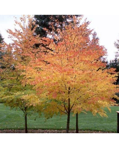 Багряник японський | Багрянник японский | Cercidiphyllum japonicum