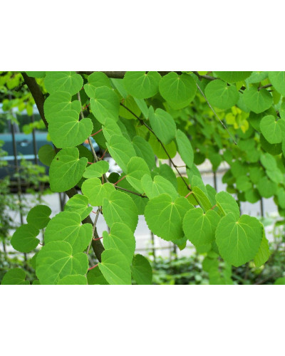 Багряник японський | Багрянник японский | Cercidiphyllum japonicum