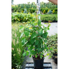 Багряник японський | Багрянник японский | Cercidiphyllum japonicum