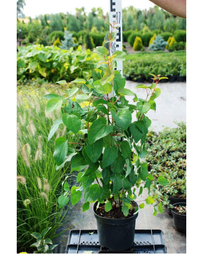 Багряник японський | Багрянник японский | Cercidiphyllum japonicum
