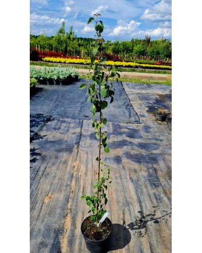 Багряник японський | Багрянник японский | Cercidiphyllum japonicum