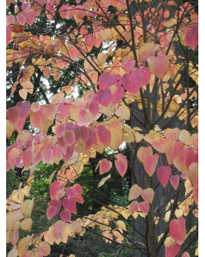 Багряник японський | Багрянник японский | Cercidiphyllum japonicum