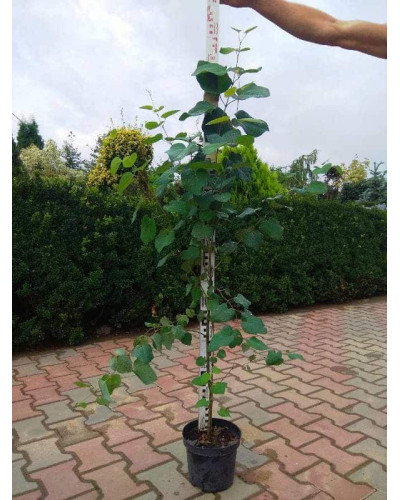 Багряник японський | Багрянник японский | Cercidiphyllum japonicum