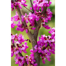 Церцис європейський | Церцис европейский | Cercis siliquastrum