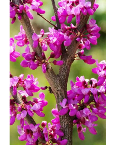 Церцис європейський | Церцис европейский | Cercis siliquastrum