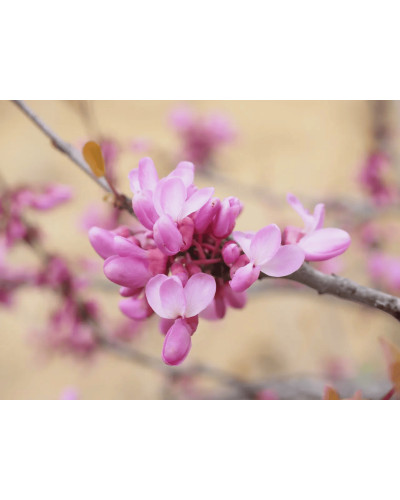 Церцис європейський | Церцис европейский | Cercis siliquastrum