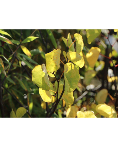 Церцис європейський | Церцис европейский | Cercis siliquastrum