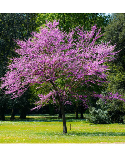 Церцис європейський | Церцис европейский | Cercis siliquastrum