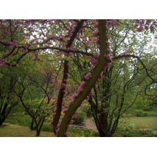Церцис європейський | Церцис европейский | Cercis siliquastrum