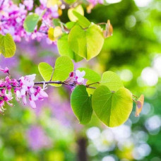 Церцис європейський | Церцис европейский | Cercis siliquastrum