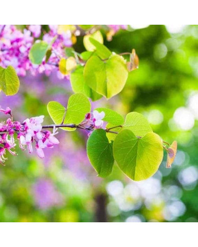 Церцис європейський | Церцис европейский | Cercis siliquastrum