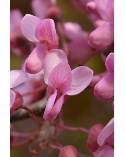 Церцис європейський | Церцис европейский | Cercis siliquastrum