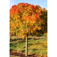 Ліквідамбр смолоносний Гум Болл / Ліквідамбр Гум Болл | Liquidambar styraciflua Gum Ball | Ликвидамбр смолоносний Гум Болл / Ликвидамбр Гум Болл