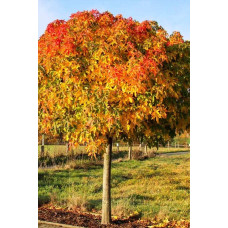 Ліквідамбр смолоносний Гум Болл / Ліквідамбр Гум Болл | Liquidambar styraciflua Gum Ball | Ликвидамбр смолоносний Гум Болл / Ликвидамбр Гум Болл