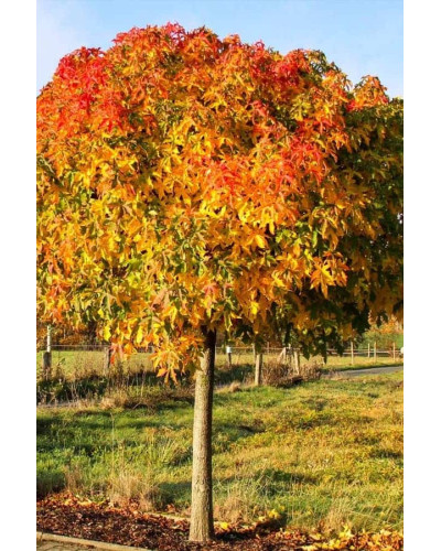 Ліквідамбр смолоносний Гум Болл / Ліквідамбр Гум Болл | Liquidambar styraciflua Gum Ball | Ликвидамбр смолоносний Гум Болл / Ликвидамбр Гум Болл