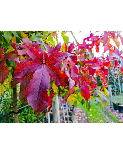 Ліквідамбр смолоносний Гум Болл / Ліквідамбр Гум Болл | Liquidambar styraciflua Gum Ball | Ликвидамбр смолоносний Гум Болл / Ликвидамбр Гум Болл