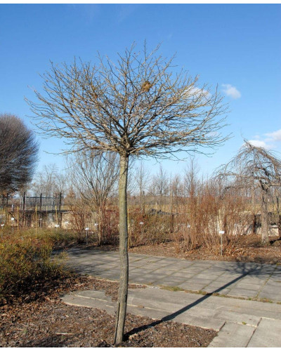 Ліквідамбр смолоносний Гум Болл / Ліквідамбр Гум Болл | Liquidambar styraciflua Gum Ball | Ликвидамбр смолоносний Гум Болл / Ликвидамбр Гум Болл