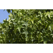 Ліквідамбр смолоносний Гум Болл / Ліквідамбр Гум Болл | Liquidambar styraciflua Gum Ball | Ликвидамбр смолоносний Гум Болл / Ликвидамбр Гум Болл