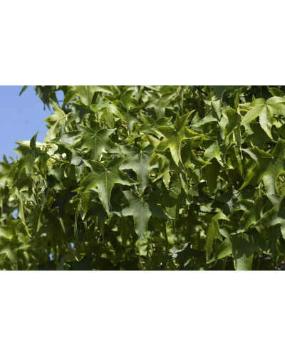 Ліквідамбр смолоносний Гум Болл / Ліквідамбр Гум Болл | Liquidambar styraciflua Gum Ball | Ликвидамбр смолоносний Гум Болл / Ликвидамбр Гум Болл