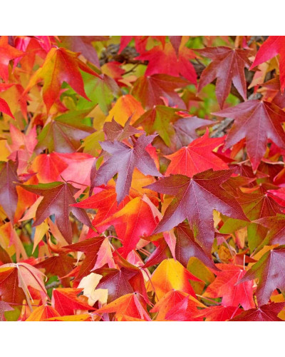 Ліквідамбр смолоносний Гум Болл / Ліквідамбр Гум Болл | Liquidambar styraciflua Gum Ball | Ликвидамбр смолоносний Гум Болл / Ликвидамбр Гум Болл