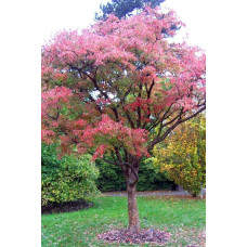 Клен сірий | Acer griseum | Клён серый