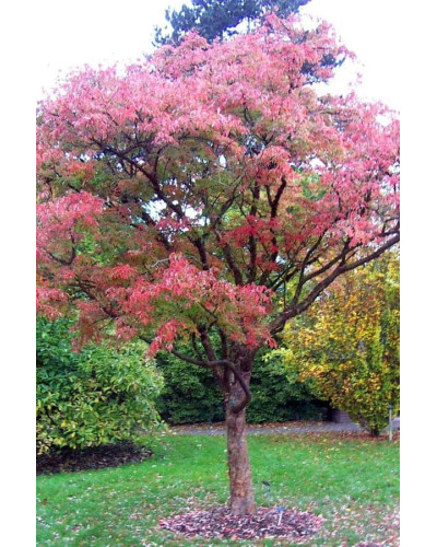 Клен сірий | Acer griseum | Клён серый