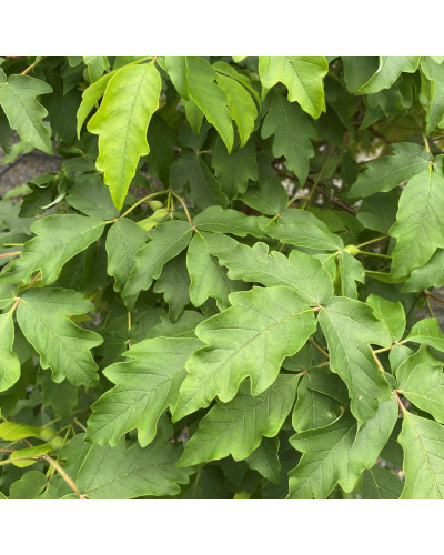 Клен сірий | Acer griseum | Клён серый