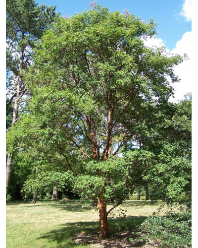 Клен сірий | Acer griseum | Клён серый