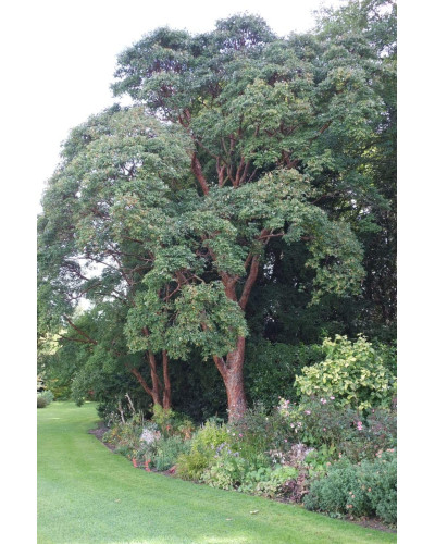 Клен сірий | Acer griseum | Клён серый