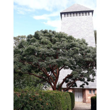 Клен сірий | Acer griseum | Клён серый