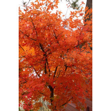 Клен сірий | Acer griseum | Клён серый