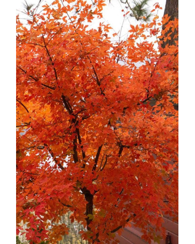 Клен сірий | Acer griseum | Клён серый
