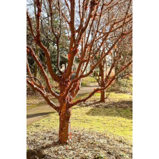 Клен сірий | Acer griseum | Клён серый