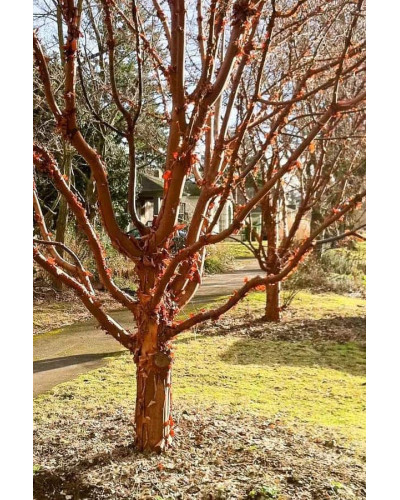 Клен сірий | Acer griseum | Клён серый