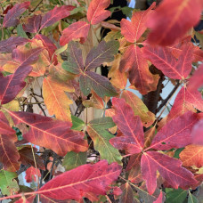 Клен сірий | Acer griseum | Клён серый