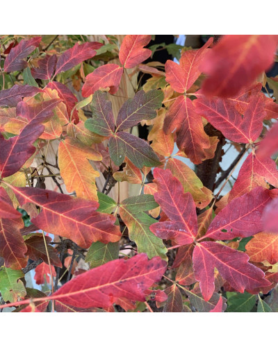 Клен сірий | Acer griseum | Клён серый
