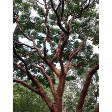 Клен сірий | Acer griseum | Клён серый