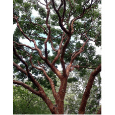 Клен сірий | Acer griseum | Клён серый