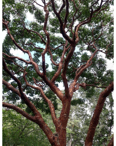 Клен сірий | Acer griseum | Клён серый