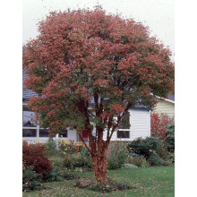 Клен сірий | Acer griseum | Клён серый