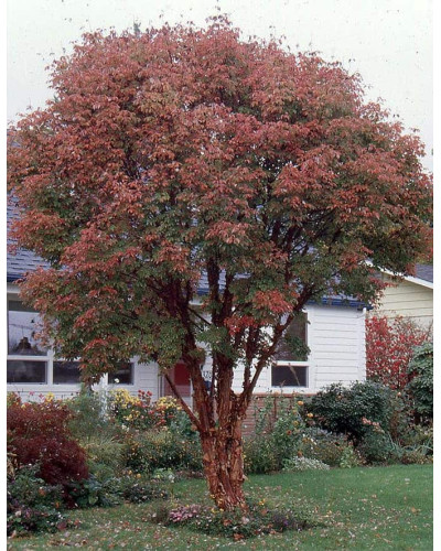 Клен сірий | Acer griseum | Клён серый