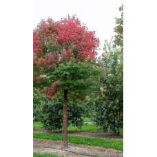 Клен сірий | Acer griseum | Клён серый