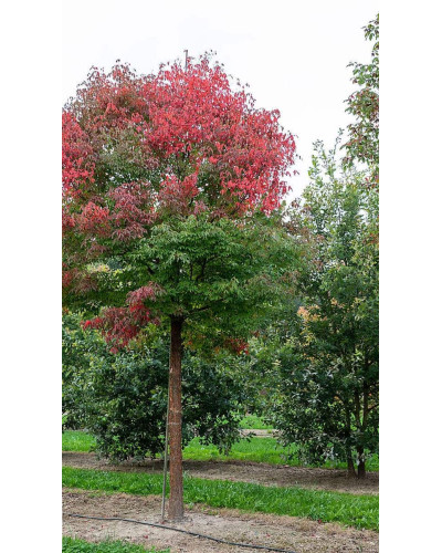Клен сірий | Acer griseum | Клён серый