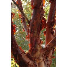 Клен сірий | Acer griseum | Клён серый