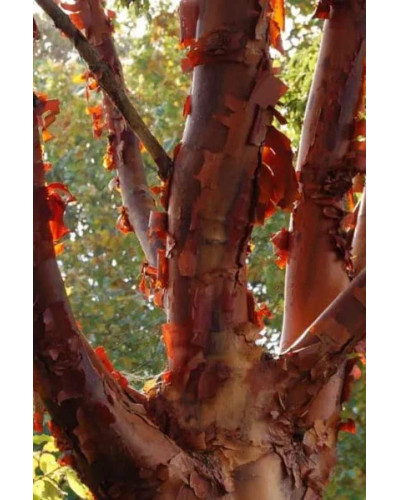 Клен сірий | Acer griseum | Клён серый