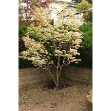 Клен віяловий / пальмолистий / япоський Укігумо | Acer palmatum Ukigumo | Клён веерный / пальмолистый / япоский Укигумо