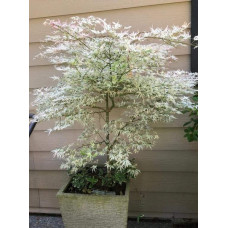 Клен віяловий / пальмолистий / япоський Укігумо | Acer palmatum Ukigumo | Клён веерный / пальмолистый / япоский Укигумо