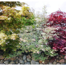 Клен віяловий / пальмолистий / япоський Укігумо | Acer palmatum Ukigumo | Клён веерный / пальмолистый / япоский Укигумо